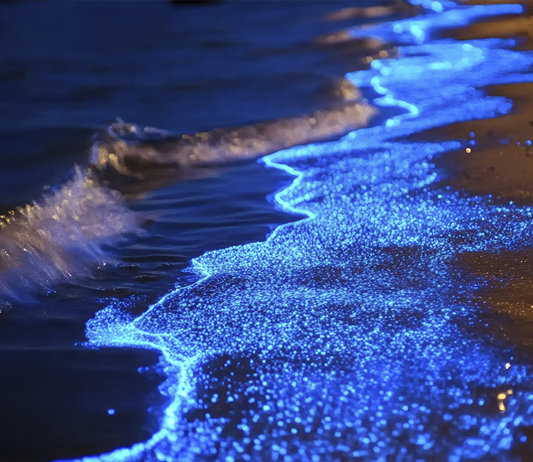 Bioluminiscencia