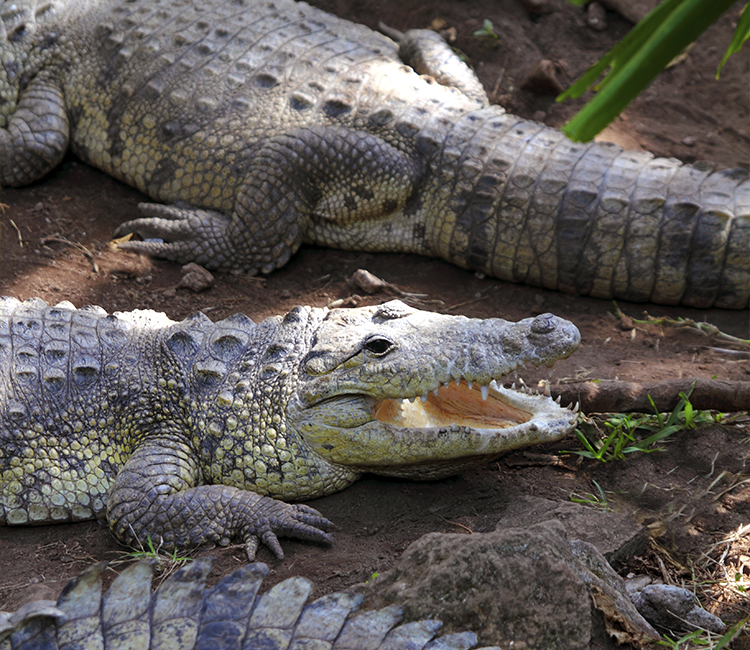 Cocodrilos